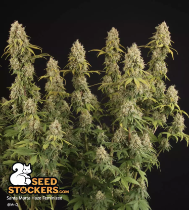 🪴 Santa Marta Haze© | Feminisierte Hanfsamen | Jetzt shoppen auf Seedstockers.de 🐿️