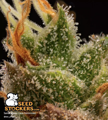 🪴 Santa Marta Haze© | Feminisierte Hanfsamen | Jetzt shoppen auf Seedstockers.de 🐿️