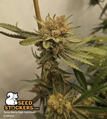 🪴 Santa Marta Haze© | Feminisierte Hanfsamen | Jetzt shoppen auf Seedstockers.de 🐿️