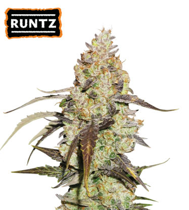 🪴 Runtz | Feminisierte Hanfsamen | Shop bei Seedstockers.de 🐿️