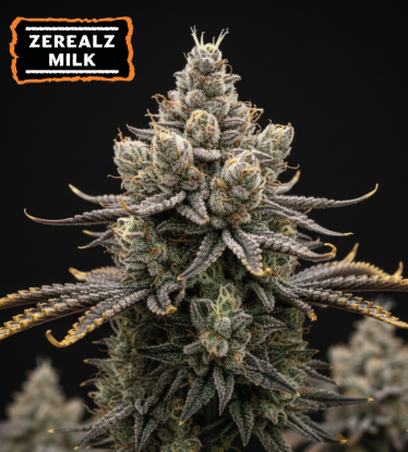 🪴 Zerealz Milk Marihuana Samen Feminisierte | Seedstockers.de 🐿️