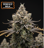 🪴 Zerealz Milk Marihuana Samen Feminisierte | Seedstockers.de 🐿️