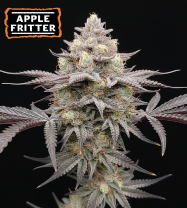 🪴 Apple Fritter Feminisierte Hanfsamen | Seedstockers.de 🐿️