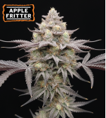 🪴 Apple Fritter Feminisierte Hanfsamen | Seedstockers.de 🐿️