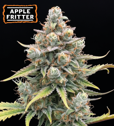 🍏 Apple Fritter Automatic Hanfsamen | Seedstockers.de 🐿️