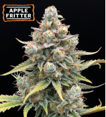 🍏 Apple Fritter Automatic Hanfsamen | Seedstockers.de 🐿️