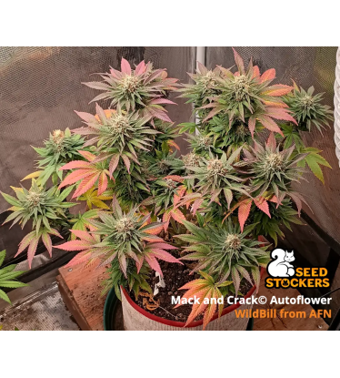 🪴 Mack and Crack© | Automatic Hanfsamen | Jetzt shoppen auf Seedstockers.de 🐿️
