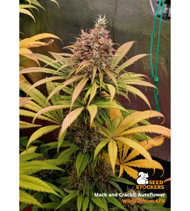 🪴 Mack and Crack© | Automatic Hanfsamen | Jetzt shoppen auf Seedstockers.de 🐿️