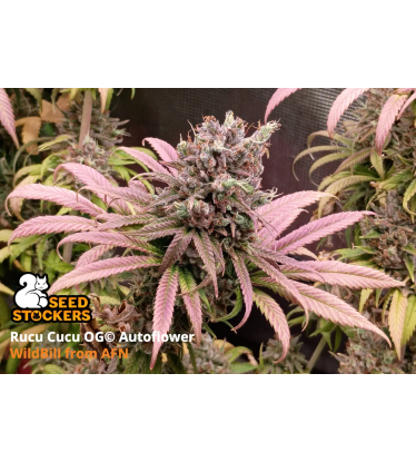 🪴 Rucu Cucu OG© | Automatic Hanfsamen | Jetzt shoppen auf Seedstockers.de 🐿️