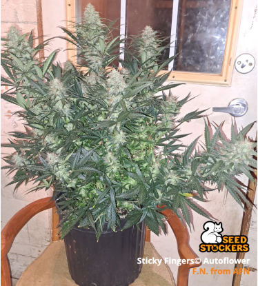 🪴 Sticky Fingers© | Automatic Hanfsamen | Jetzt shoppen auf Seedstockers.de 🐿️