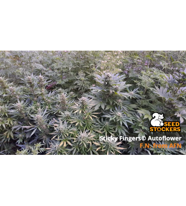 🪴 Sticky Fingers© | Automatic Hanfsamen | Jetzt shoppen auf Seedstockers.de 🐿️