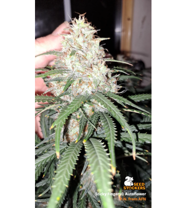 🪴 Sticky Fingers© | Automatic Hanfsamen | Jetzt shoppen auf Seedstockers.de 🐿️