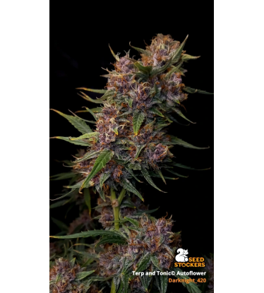 🪴 Terp & Tonic© | Automatic Hanfsamen | Jetzt shoppen auf Seedstockers.de 🐿️