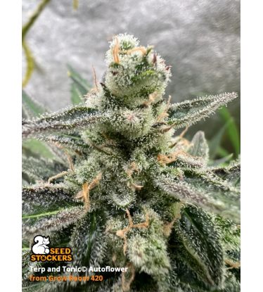 🪴 Terp & Tonic© | Automatic Hanfsamen | Jetzt shoppen auf Seedstockers.de 🐿️