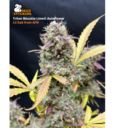 🪴 Triton Biscotto Lime© | Automatic Hanfsamen | Jetzt shoppen auf Seedstockers.de 🐿️