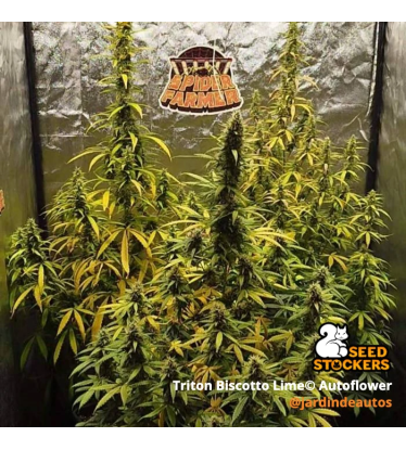 🪴 Triton Biscotto Lime© | Automatic Hanfsamen | Jetzt shoppen auf Seedstockers.de 🐿️