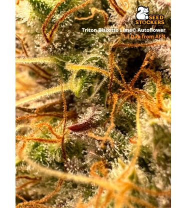 🪴 Triton Biscotto Lime© | Automatic Hanfsamen | Jetzt shoppen auf Seedstockers.de 🐿️