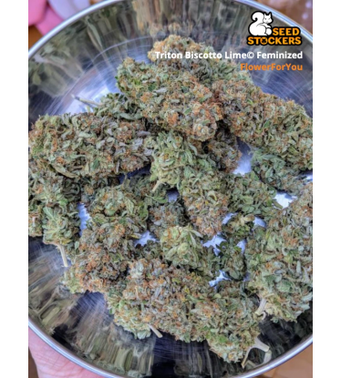 🪴 Triton Biscotto Lime© | Feminisierte Hanfsamen | Jetzt shoppen auf Seedstockers.de 🐿️
