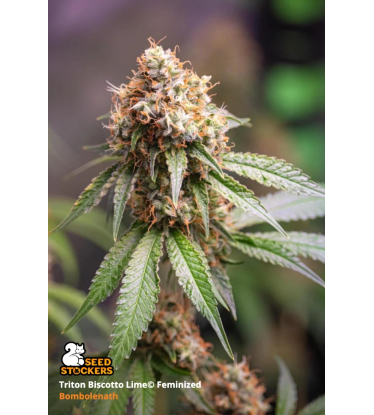 🪴 Triton Biscotto Lime© | Feminisierte Hanfsamen | Jetzt shoppen auf Seedstockers.de 🐿️