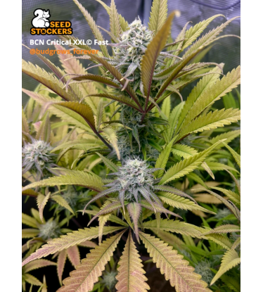 🪴 BCN Critical XXL© | Fast Feminisierte Hanfsamen | Jetzt shoppen auf Seedstockers.de 🐿️