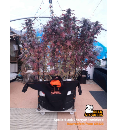 🪴 Apollo Black Cherry© | Feminisierte Hanfsamen | Jetzt shoppen auf Seedstockers.de 🐿️