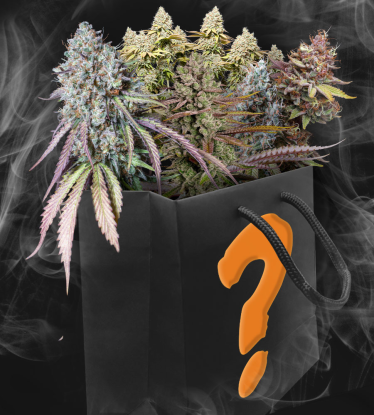 Mystery Geschenkbox mit Cannabissamen | Feminisiert & Selbstblühend