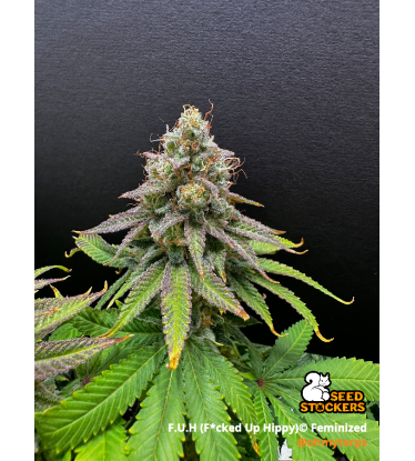 🪴 F.U.H (F*cked Up Hippy)© | Feminisierte Cannabissamen | Seedstockers.de 🐿️