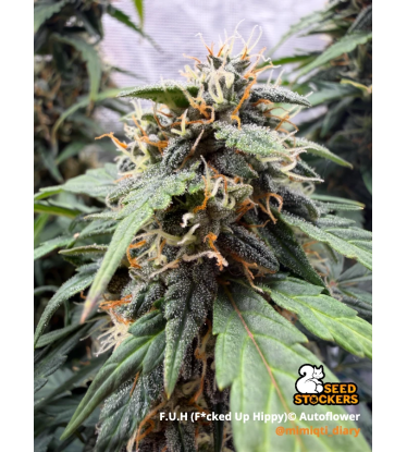 🪴 F.U.H (F*cked Up Hippy)© Autoflower | Cannabis Samen | Seedstockers.de 🐿️