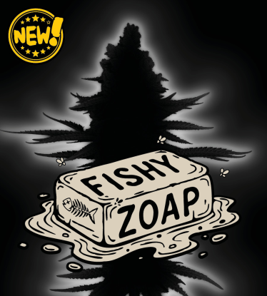 🪴 Fishy Zoap© Autoflower Hanfsamen | Seedstockers 🐿️