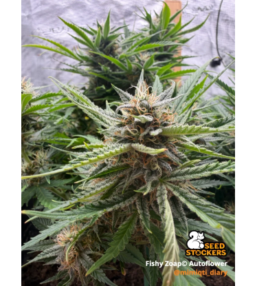 🪴 Fishy Zoap© Autoflower Hanfsamen | Seedstockers 🐿️
