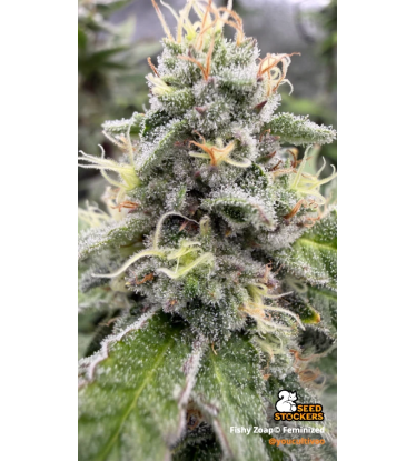 🪴 Fishy Zoap© | Femisierte Hanfsamen | Seedstockers.de 🐿️