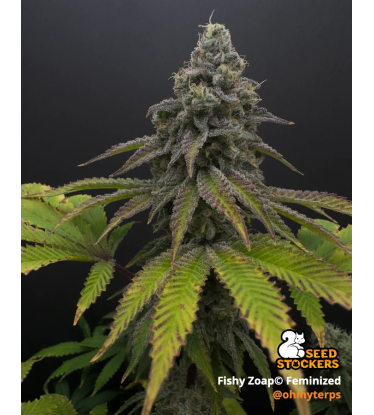 🪴 Fishy Zoap© | Femisierte Hanfsamen | Seedstockers.de 🐿️