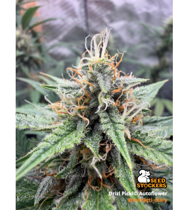 🪴 Drizl Pickl© | Autoflower Cannabis- & Hanfsamen | Seedstockers.de 🐿️
