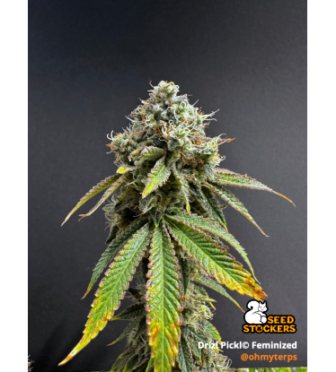 🪴 Drizl Pickl© | Feminisierte Hanfsamen & Cannabis Samen | Seedstockers.de 🐿️