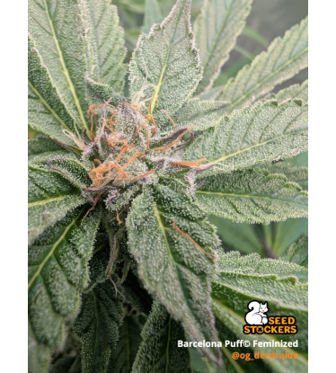 🪴 Barcelona Puff© | Feminisierte Cannabis Samen | Seedstockers.de 🐿️