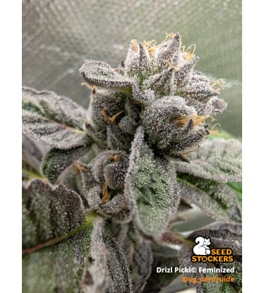 🪴 Drizl Pickl© | Feminisierte Hanfsamen & Cannabis Samen | Seedstockers.de 🐿️