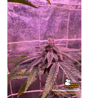 🪴 Fishy Zoap© | Femisierte Hanfsamen | Seedstockers.de 🐿️