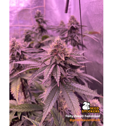 🪴 Fishy Zoap© | Femisierte Hanfsamen | Seedstockers.de 🐿️
