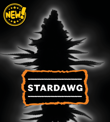 🌱 Stardawg | Feminisierte Hanfsamen | Seedstockers.de 🐿️