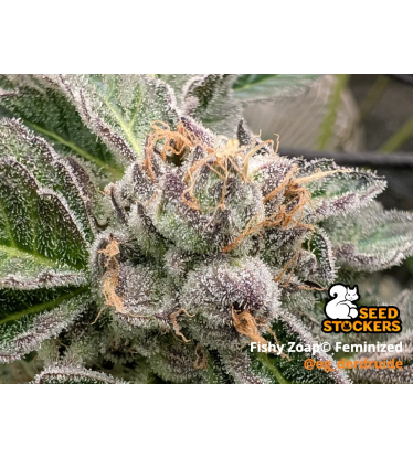 🪴 Fishy Zoap© | Femisierte Hanfsamen | Seedstockers.de 🐿️