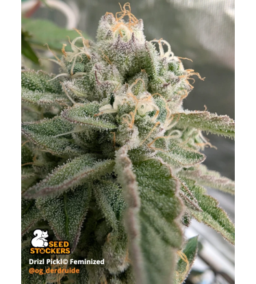🪴 Drizl Pickl© | Feminisierte Hanfsamen & Cannabis Samen | Seedstockers.de 🐿️