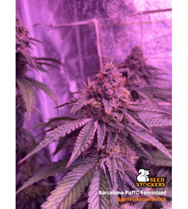 🪴 Barcelona Puff© | Feminisierte Cannabis Samen | Seedstockers.de 🐿️