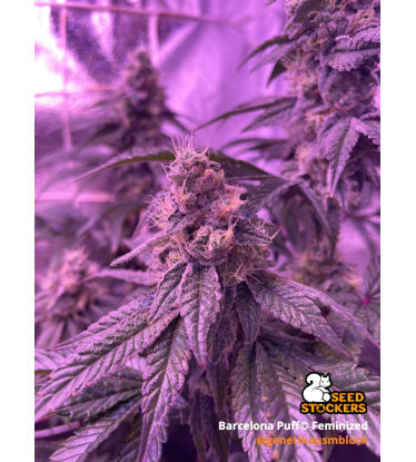 🪴 Barcelona Puff© | Feminisierte Cannabis Samen | Seedstockers.de 🐿️