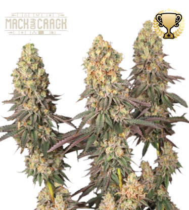 🪴 Mack and Crack© | Feminisierte Hanfsamen | Jetzt shoppen auf Seedstockers.de 🐿️