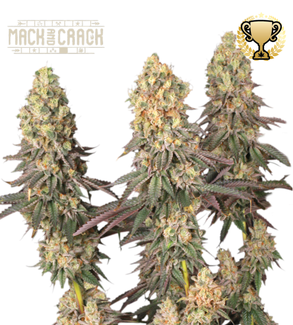 🪴 Mack and Crack© | Feminisierte Hanfsamen | Jetzt shoppen auf Seedstockers.de 🐿️