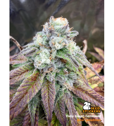 🪴 Fishy Zoap© | Femisierte Hanfsamen | Seedstockers.de 🐿️
