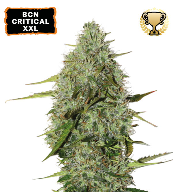 🪴 BCN Critical XXL© | Automatic Hanfsamen | Jetzt shoppen auf Seedstockers.de 🐿️