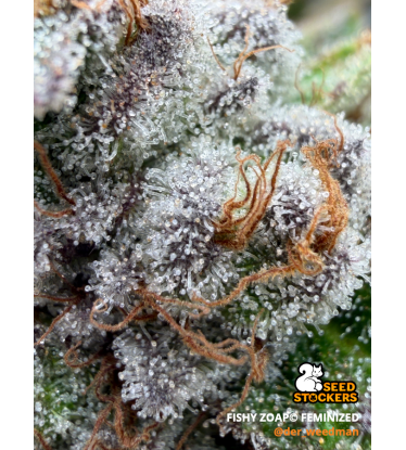 🪴 Fishy Zoap© | Femisierte Hanfsamen | Seedstockers.de 🐿️