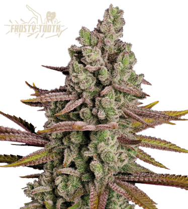 🪴 Frosty Tooth© | Feminisierte Hanfsamen | Jetzt shoppen auf Seedstockers.de 🐿️