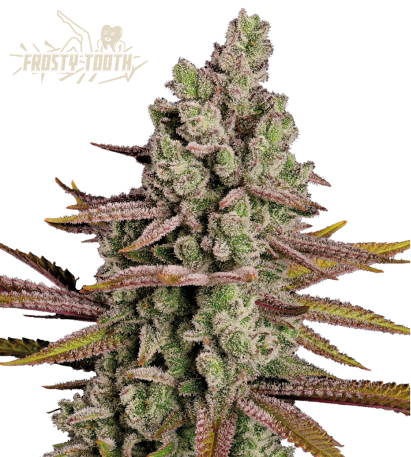 🪴 Frosty Tooth© | Feminisierte Hanfsamen | Jetzt shoppen auf Seedstockers.de 🐿️
